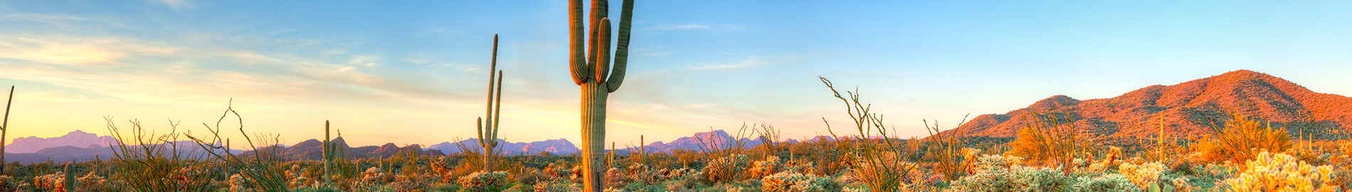 Cactus Landscape