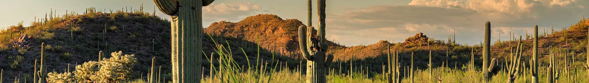 Cactus on hillside landscape