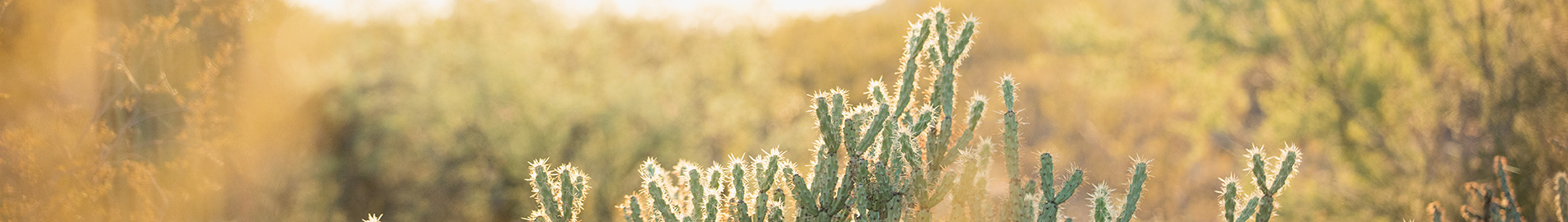 dessert cactus close-up