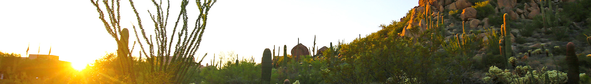 Dessert Landscape