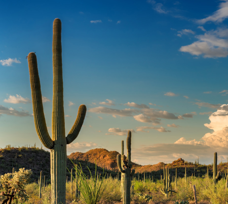 sunny cactus